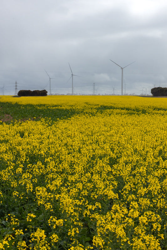 A vast field of bright yellow canola flowers stretches towards a distant line of trees and wind turbines under a cloudy sky. The foreground shows a patch of green plants, contrasting with the yellow bloom.