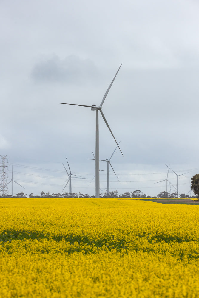 A field of bright yellow canola flowers stretches towards a line of trees under a cloudy sky. Several large wind turbines are visible in the distance, with power lines and a transmission tower also present.