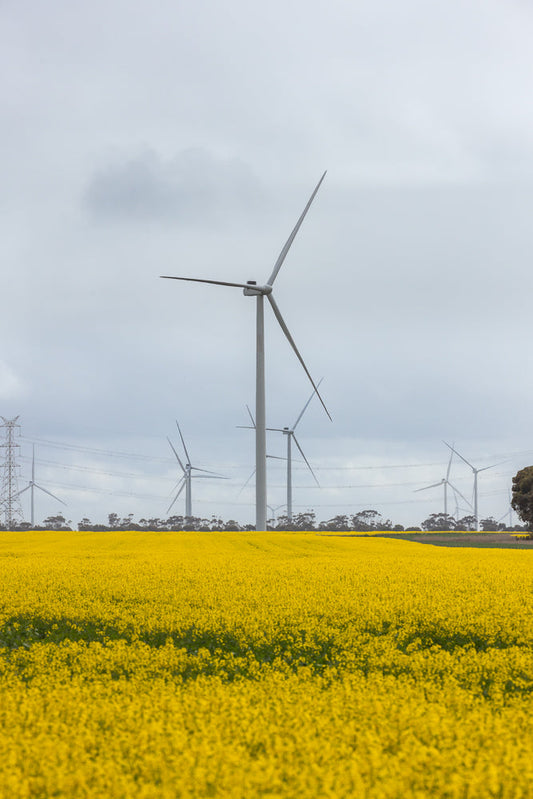 A field of bright yellow canola flowers stretches towards a line of trees under a cloudy sky. Several large wind turbines are visible in the distance, with power lines and a transmission tower also present.