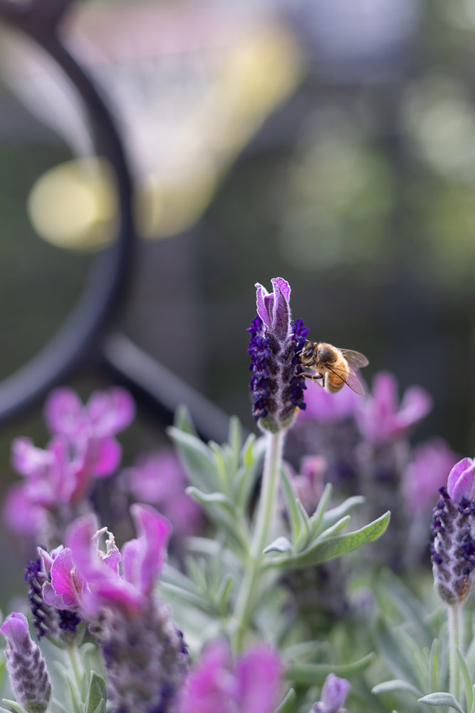 A bee is collecting nectar from a purple lavender flower. The background is blurred with soft green and purple hues, creating a gentle bokeh effect.