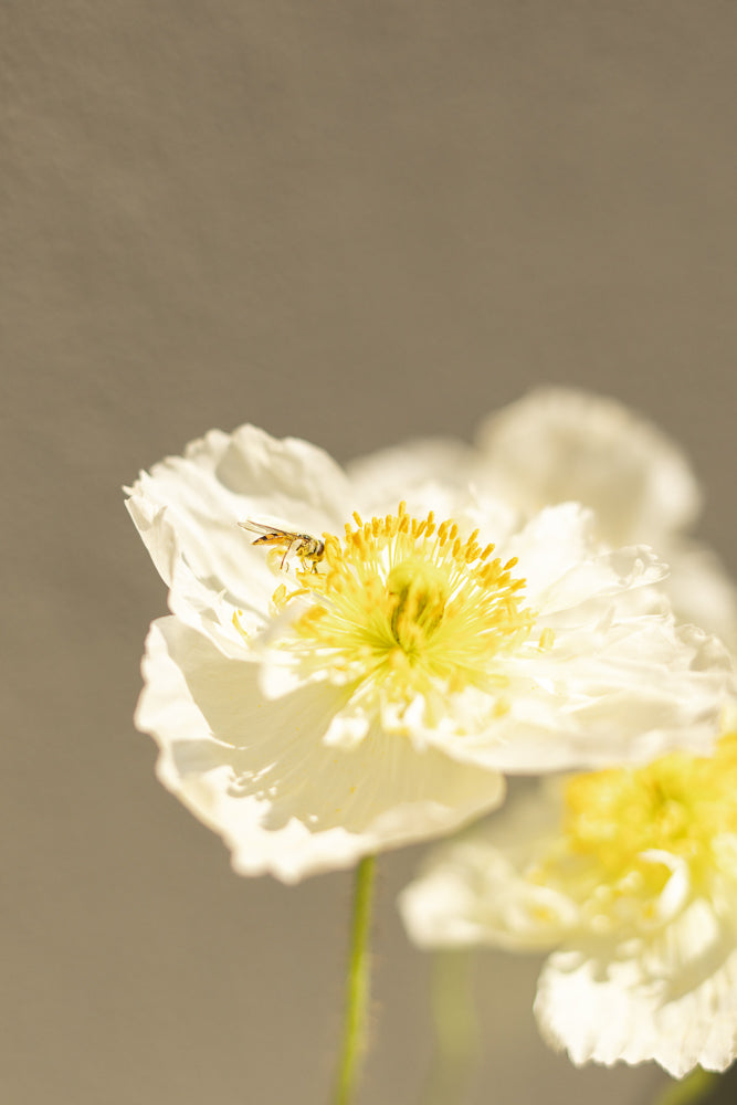 A hoverfly with yellow and black stripes rests on the bright yellow stamen of a white poppy. The flower petals are delicate and ruffled, with soft sunlight illuminating the scene.