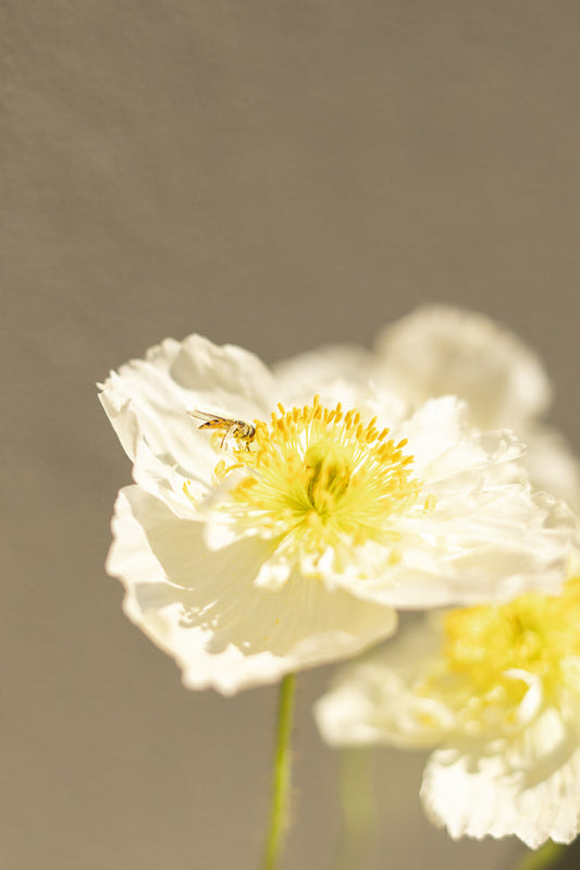 A hoverfly with yellow and black stripes rests on the bright yellow stamen of a white poppy. The flower petals are delicate and ruffled, with soft sunlight illuminating the scene.