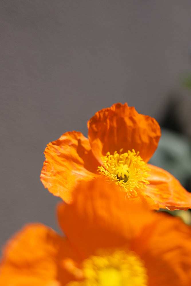 A close-up, shallow depth of field shot of an orange poppy flower with a bright yellow center. The petals are delicate and crinkled, and the stamens are clearly visible. The background is a soft, out-of-focus gray.