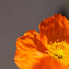 A close-up, shallow depth of field shot of a vibrant orange poppy flower. The delicate petals are ruffled and translucent, with the bright yellow stamen and pistil clearly visible in the center. The background is a soft, out-of-focus gray.