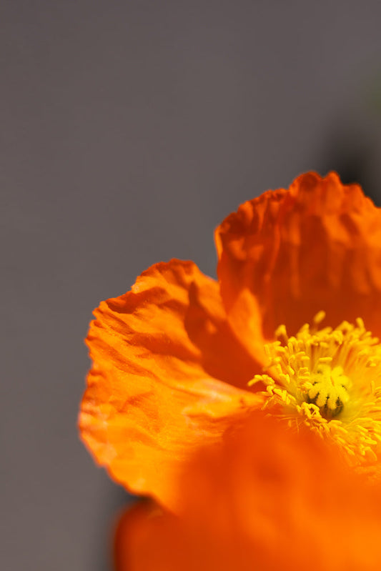 A close-up, shallow depth of field shot of a vibrant orange poppy flower. The delicate petals are ruffled and translucent, with the bright yellow stamen and pistil clearly visible in the center. The background is a soft, out-of-focus gray.