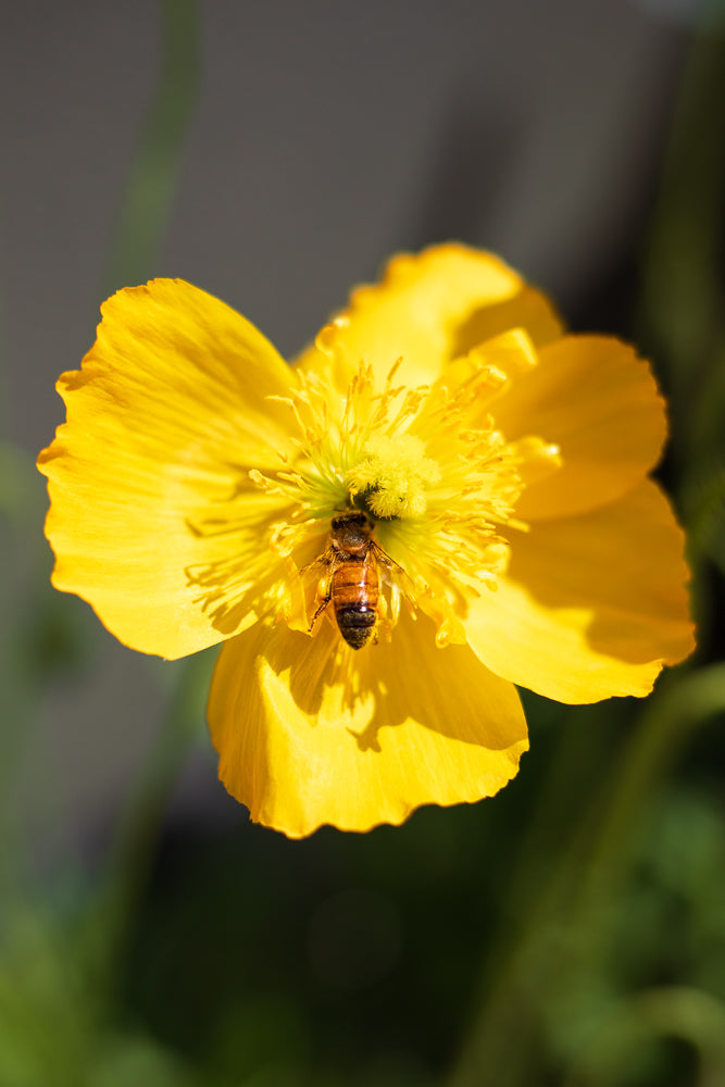 A close-up shot shows a bee collecting pollen from the center of a bright yellow poppy. The bee is positioned in the middle of the flower, with its body clearly visible against the yellow petals and stamen. The background is softly blurred, highlighting the bee and the flower.