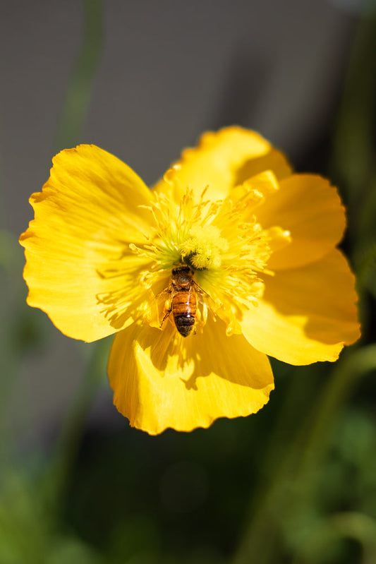 A close-up shot shows a bee collecting pollen from the center of a bright yellow poppy. The bee is positioned in the middle of the flower, with its body clearly visible against the yellow petals and stamen. The background is softly blurred, highlighting the bee and the flower.