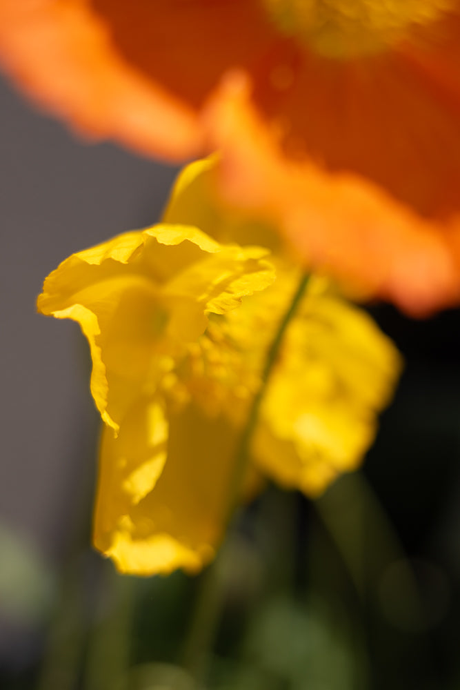 A close-up shot of a bright yellow poppy petal with a blurred orange poppy in the background.
