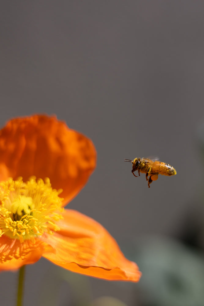 A bee covered in yellow pollen flies towards an orange poppy flower. The bee is in focus, while the flower is slightly blurred.