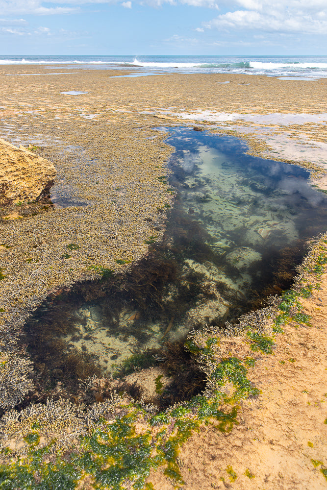A natural tide pool filled with clear water, showing seaweed and marine life on the sandy bottom. The pool is surrounded by textured rocks and covered in small, light-colored barnacles and green algae. The ocean and sky are visible in the background.