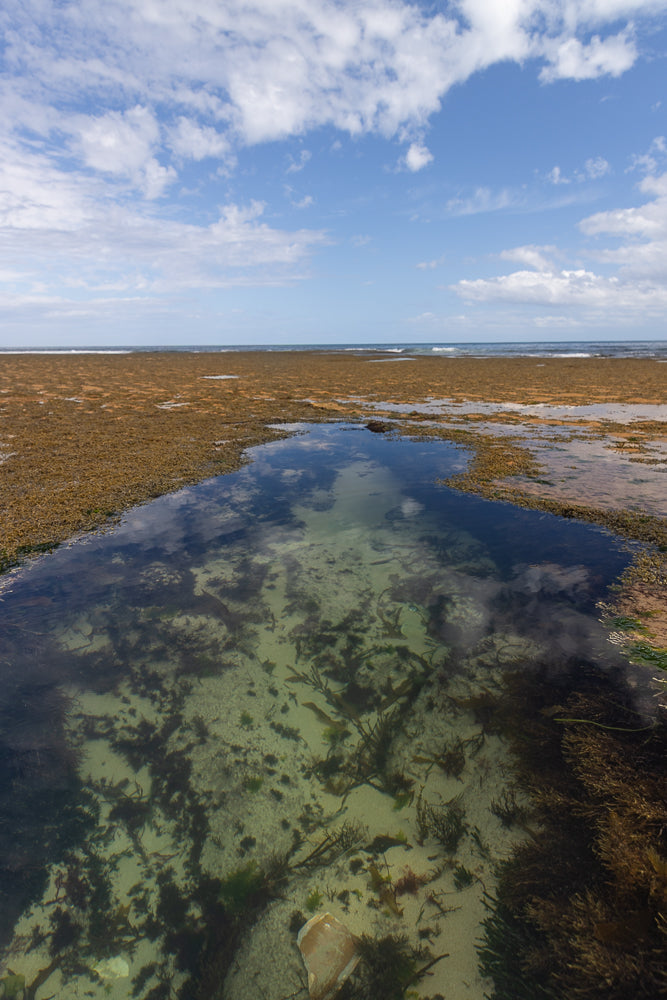 A tide pool filled with seaweed and marine life sits on a beach under a partly cloudy sky.