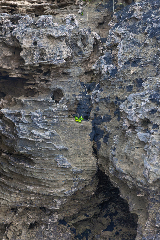 A small cluster of bright green leaves sprouts from a crevice in a rough, textured rock face. The rock is a mix of grey, tan, and black, with layered striations and small holes.