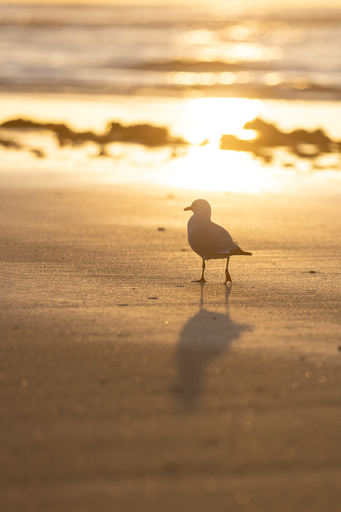 A lone seagull stands on a wet sandy beach at sunset. The golden light of the setting sun reflects on the water and the wet sand, creating a warm and serene atmosphere. The seagull casts a long shadow on the sand.
