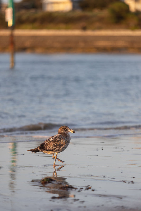 A young seagull stands on a wet sandy beach at sunset. The bird is facing right, with its beak slightly open. The water reflects the golden light of the setting sun.