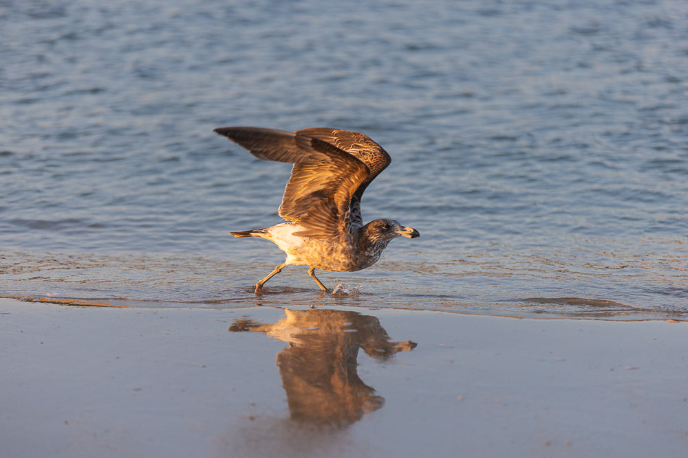 A seagull with its wings spread wide is walking in shallow water at the edge of a beach. The bird's reflection is visible in the wet sand.