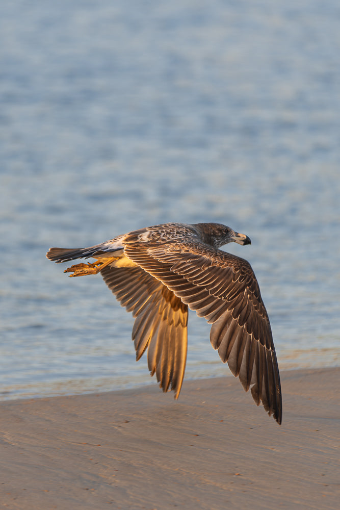 A juvenile gull in flight, with its wings spread wide, is captured against a soft blue background of water. The bird's plumage is a mix of brown and white, with intricate patterns on its wings and body. Its talons are extended, and the sunlight catches the edges of its feathers, highlighting its flight.