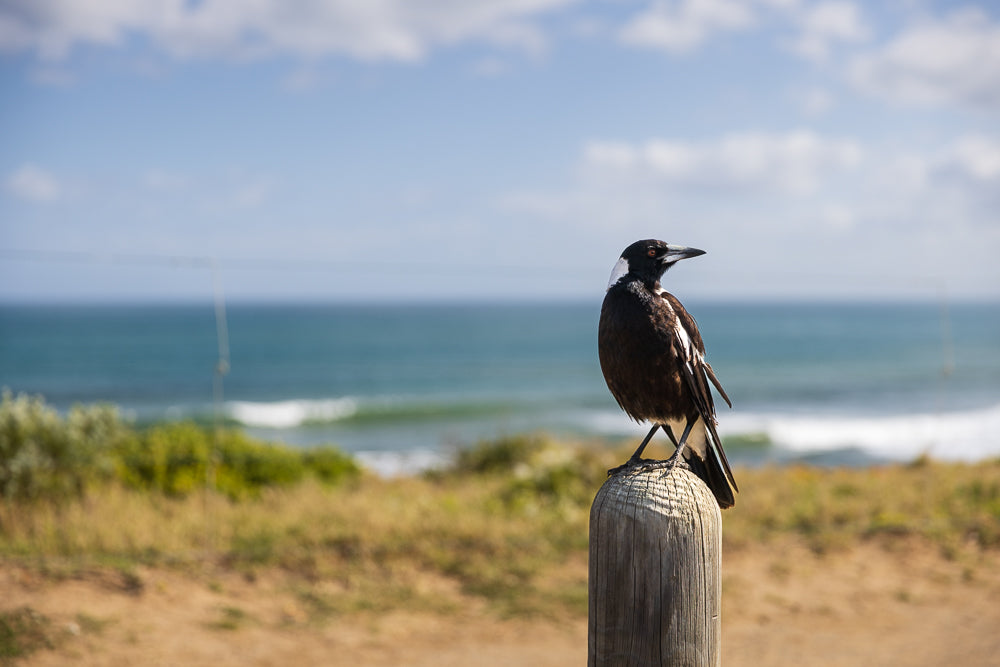 A black and white Australian magpie, perches on a weathered wooden post overlooking a choppy blue ocean under a partly cloudy sky. The bird is facing to the right, with its head turned slightly, appearing alert. The background shows a sandy embankment with dry grass and green shrubs, leading to the sea and the horizon.