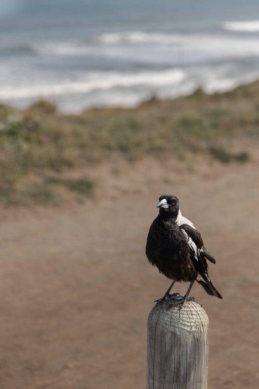 A black and white bird with a white beak sits on a weathered wooden post. In the background, the ocean waves crash on a sandy shore.