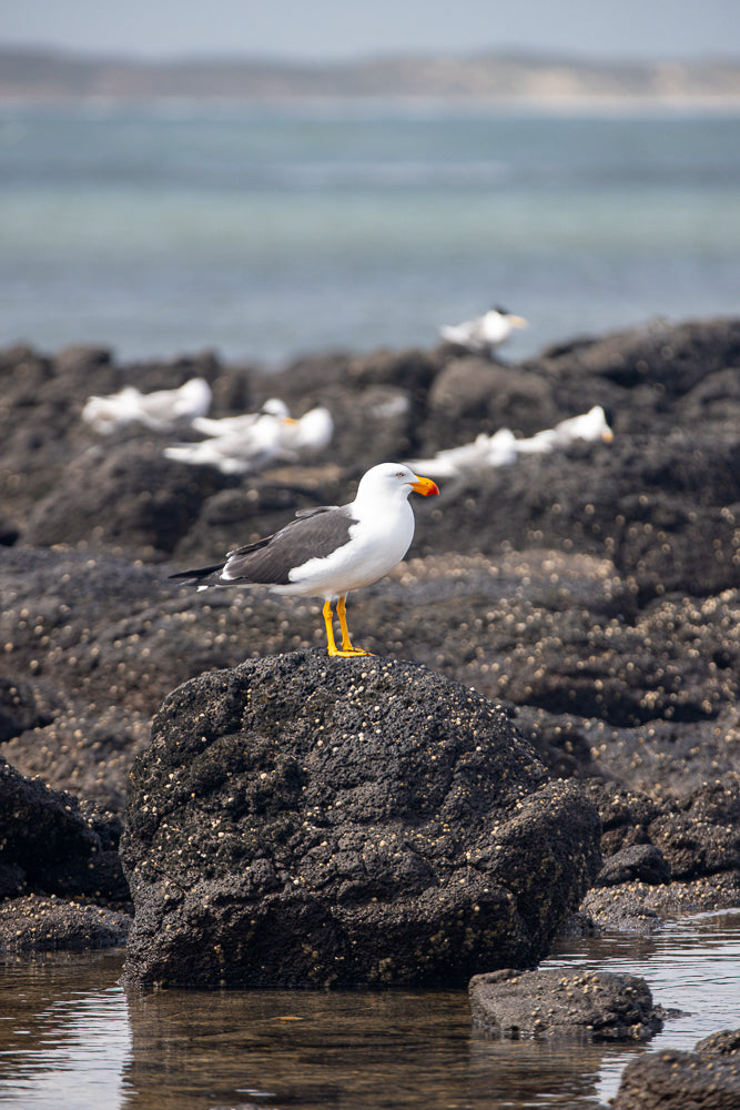 A seagull with white and gray feathers and an orange beak stands on a dark, barnacle-covered rock. The bird is facing left, with its head turned slightly to the right. In the background, other seagulls are visible on rocks near the water.
