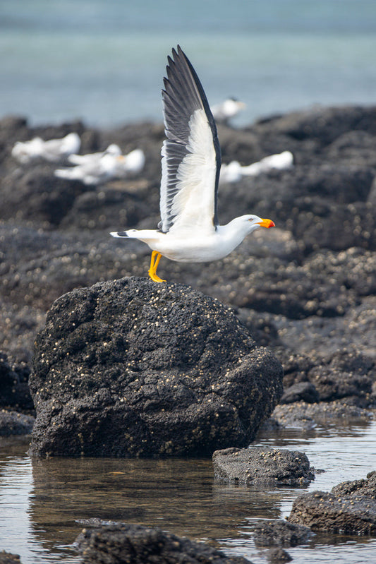 A seagull with bright orange beak and yellow legs takes flight from a dark, barnacle-covered rock on a shoreline. Several other seagulls are visible in the background, resting on the rocks near the water.