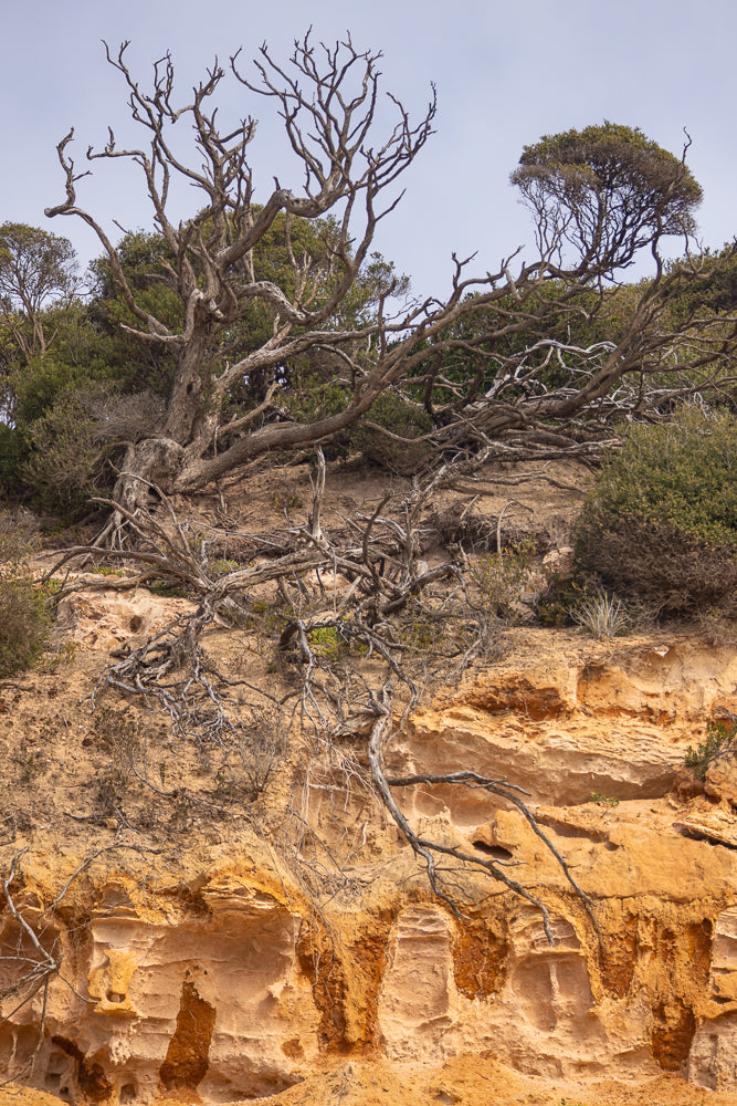 A gnarled, dead tree with twisted branches clings to a sandy cliff face under a pale sky. The cliff shows layers of orange and tan sediment, with some erosion creating hollows and overhangs.
