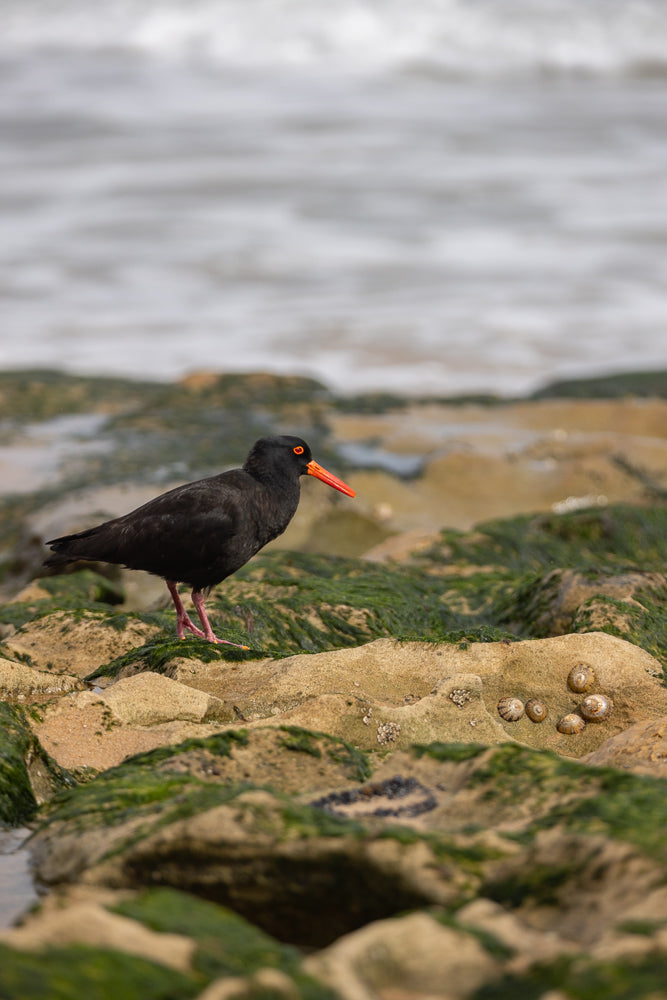 A black oystercatcher bird with a bright orange beak and eye stands on a rock covered in green seaweed. The ocean waves are visible in the blurred background.