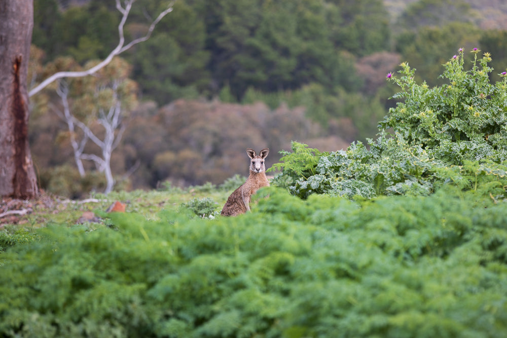 A kangaroo sits in a field of green plants, looking towards the camera. The background is blurred with trees and foliage.