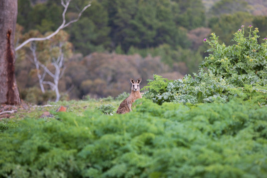 A kangaroo sits in a field of green plants, looking towards the camera. The background is blurred with trees and foliage.