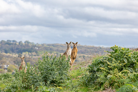 Three kangaroos stand alert on a grassy hillside, partially obscured by green foliage. The two kangaroos in the center are closer and more prominent, while a third kangaroo stands further to the left. In the background, rolling hills covered in trees and a cloudy sky are visible.