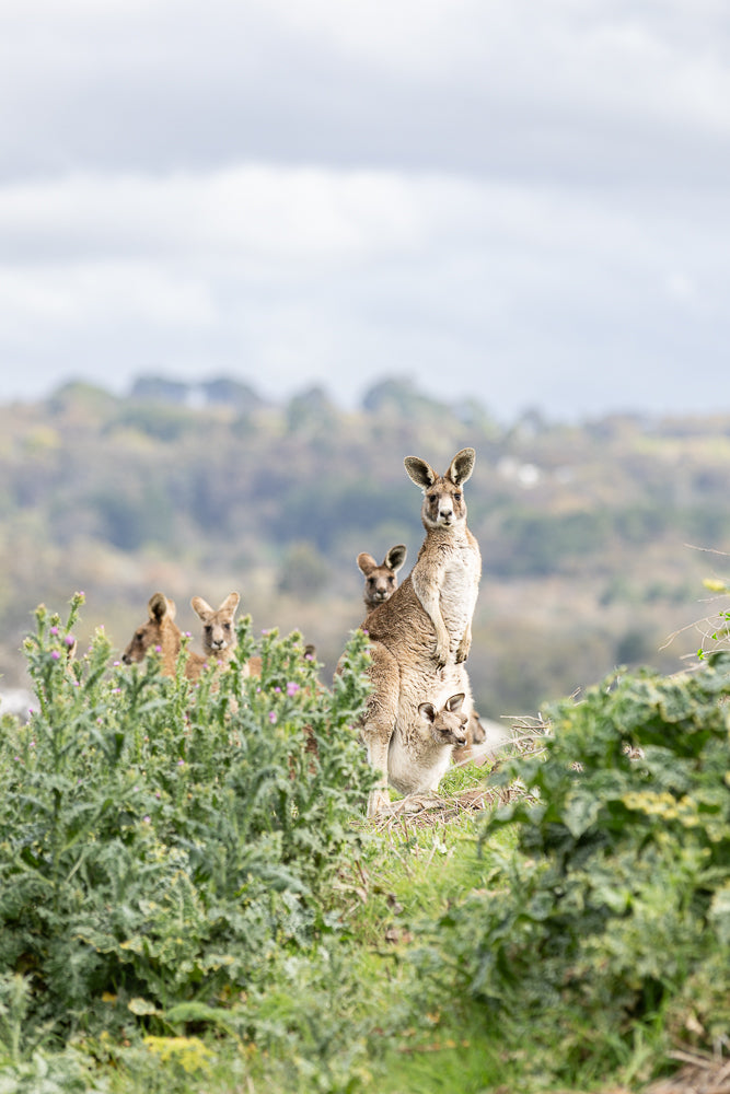 A mother kangaroo stands tall in a grassy field, with a joey peeking out from her pouch. Several other kangaroos are visible in the background, partially obscured by green foliage.