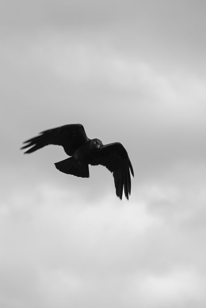 A black bird, possibly a crow or raven, is captured mid-flight against a cloudy, overcast sky. Its wings are spread wide, and its head is turned towards the viewer, revealing its eye.