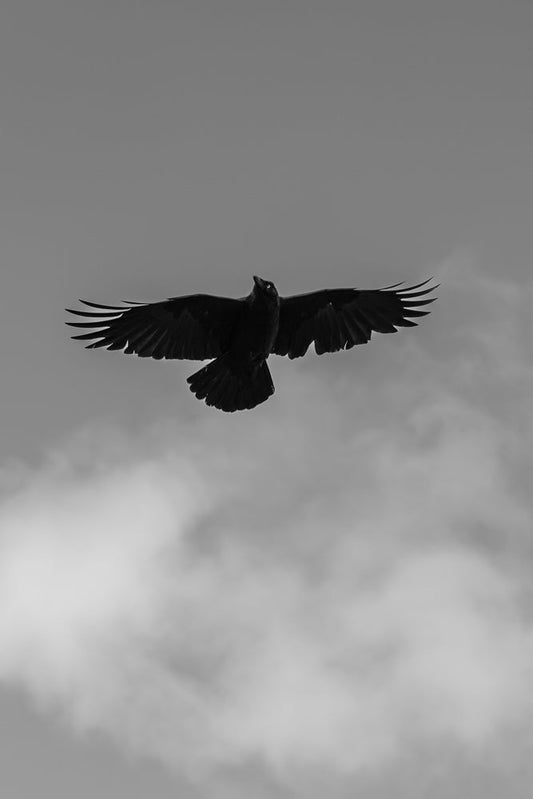 A black bird with its wings spread wide is captured mid-flight against a cloudy, grey sky. The bird's head is tilted slightly upwards, and its eye is visible.