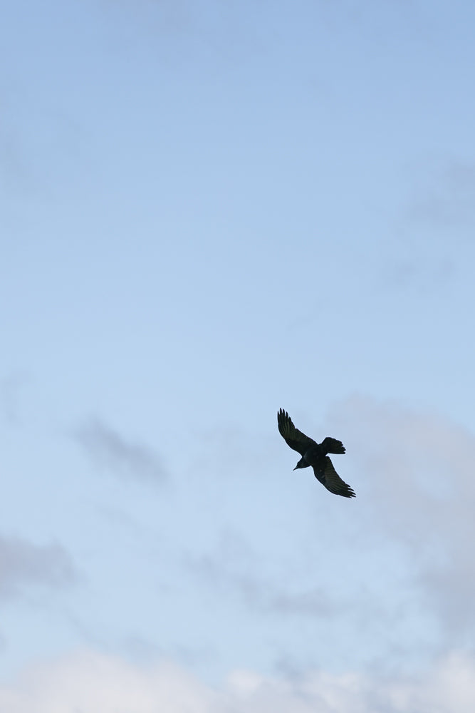 A black bird with its wings spread wide soars through a pale blue sky with scattered clouds.
