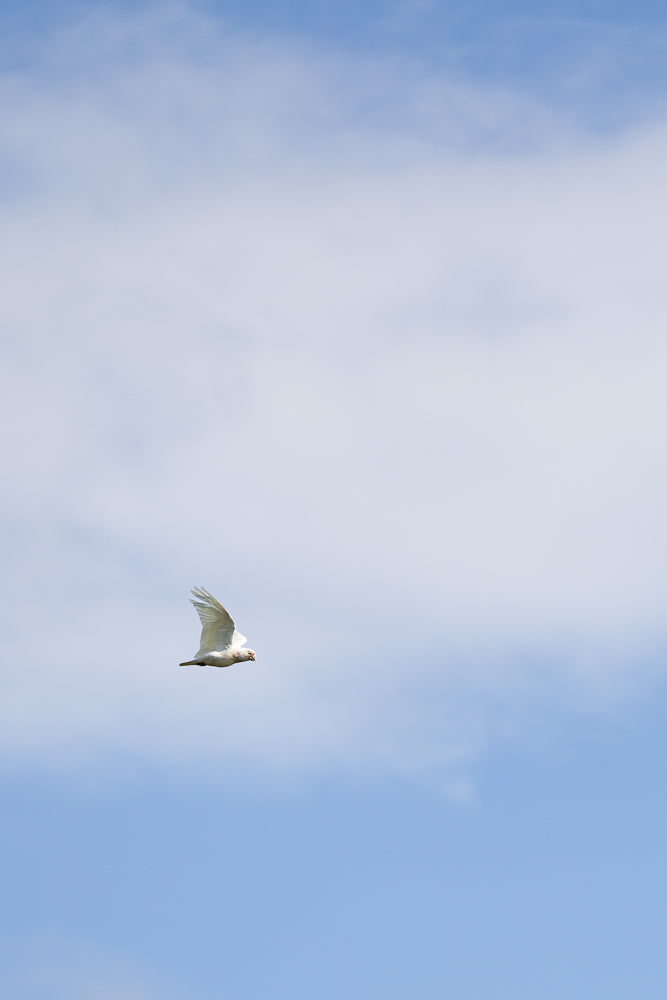 A white cockatoo with its wings spread wide is captured in mid-flight against a bright blue sky with wispy white clouds.