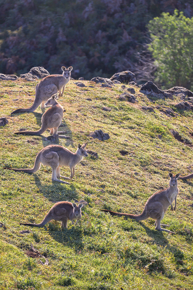 A group of five kangaroos are scattered across a grassy hillside bathed in the warm light of sunrise or sunset. The kangaroos are of varying sizes, with some adults and at least one joey visible. They are positioned at different levels on the slope, with some looking towards the viewer and others grazing or resting.
