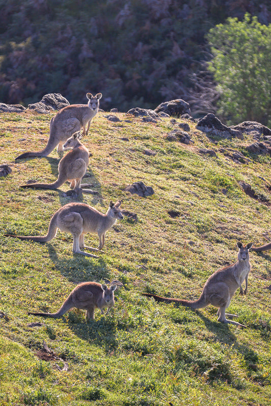 A group of five kangaroos are scattered across a grassy hillside bathed in the warm light of sunrise or sunset. The kangaroos are of varying sizes, with some adults and at least one joey visible. They are positioned at different levels on the slope, with some looking towards the viewer and others grazing or resting.