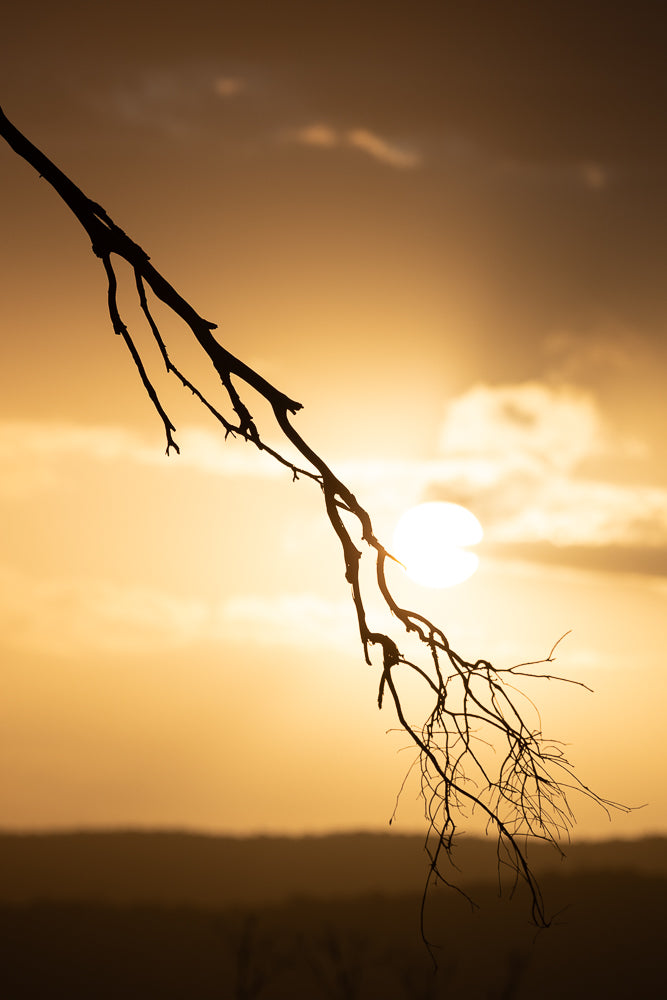 Silhouette of a bare tree branch against a golden sunset sky. The sun is a bright white orb partially obscured by wispy clouds.