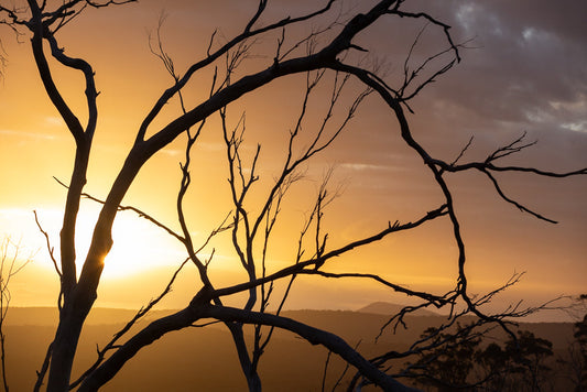 Silhouetted bare branches of a tree frame a golden sunset over rolling hills. The sun is low on the horizon, casting a warm glow through the sky and illuminating the landscape.