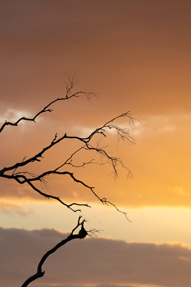 Silhouette of bare tree branches against a warm orange and yellow sunset sky with soft clouds.
