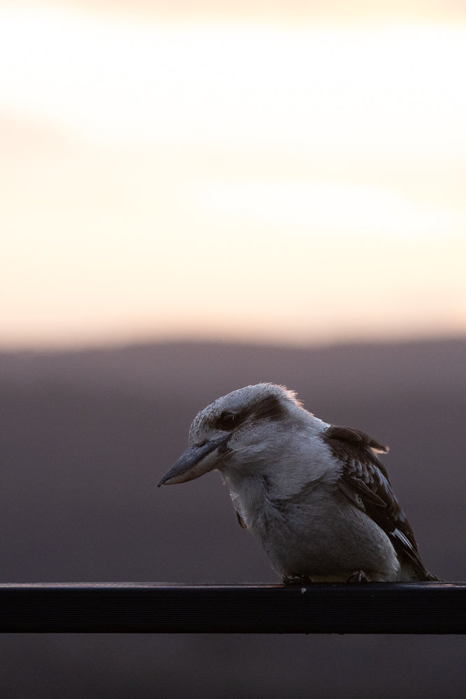 A kookaburra bird is perched on a dark railing against a soft, blurred background of pale sky and distant hills. The bird is facing left, with its head tilted down, and its feathers are detailed.