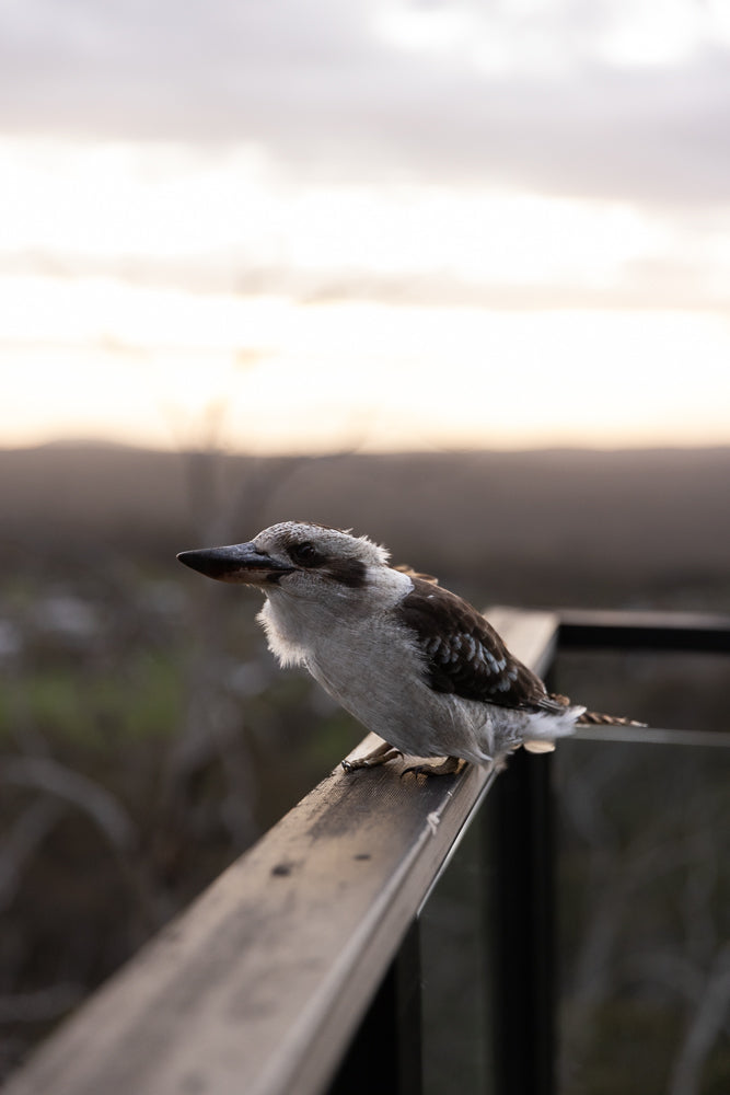A kookaburra bird with brown and white feathers sits on a wooden railing. The background is blurred with a soft, hazy sky and distant hills.