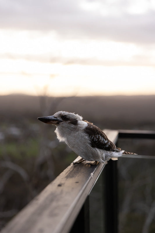 A kookaburra bird with brown and white feathers sits on a wooden railing. The background is blurred with a soft, hazy sky and distant hills.