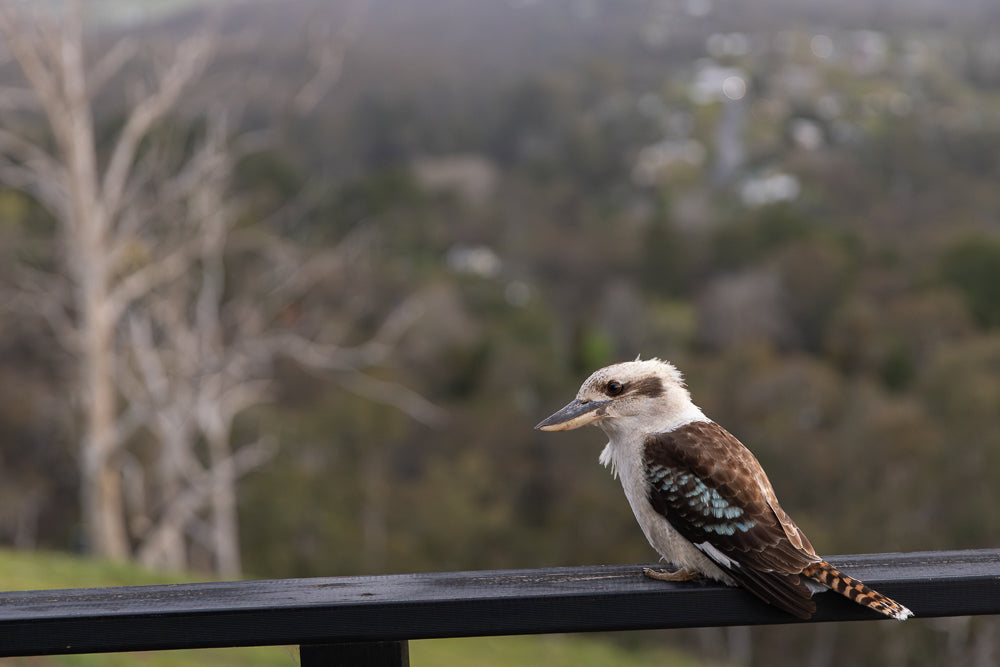 A kookaburra bird with brown and white feathers and blue wing accents sits on a dark wooden railing. The background is a blurred landscape of trees and hills.