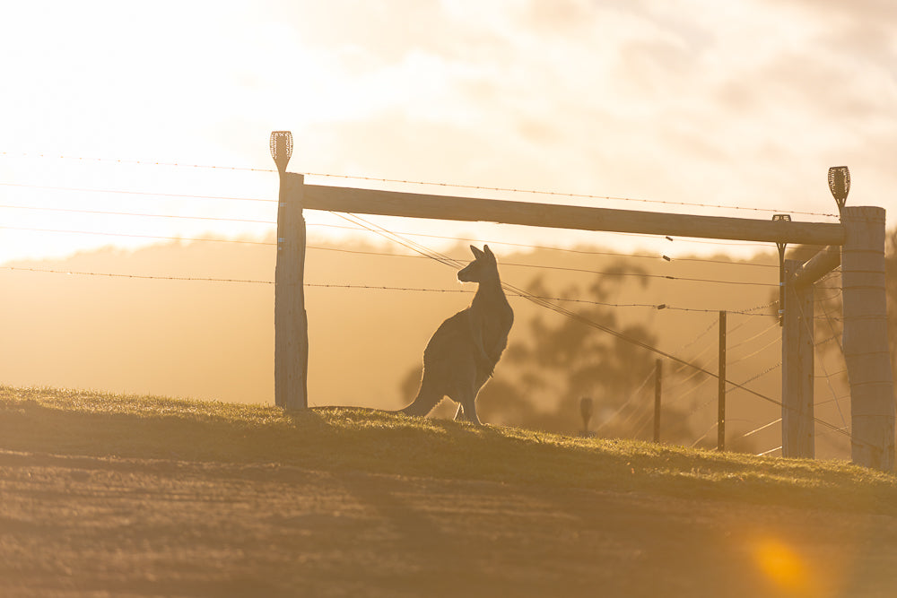 A kangaroo stands silhouetted against a golden sunrise, near a wooden fence with barbed wire. The grass is dewy and the sky is filled with soft, warm light.