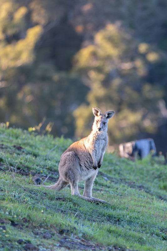 A kangaroo stands on a grassy slope, bathed in warm, golden sunlight. Its fur is a soft grey-brown, and it looks directly at the camera with alert eyes. The background is softly blurred with trees and foliage.