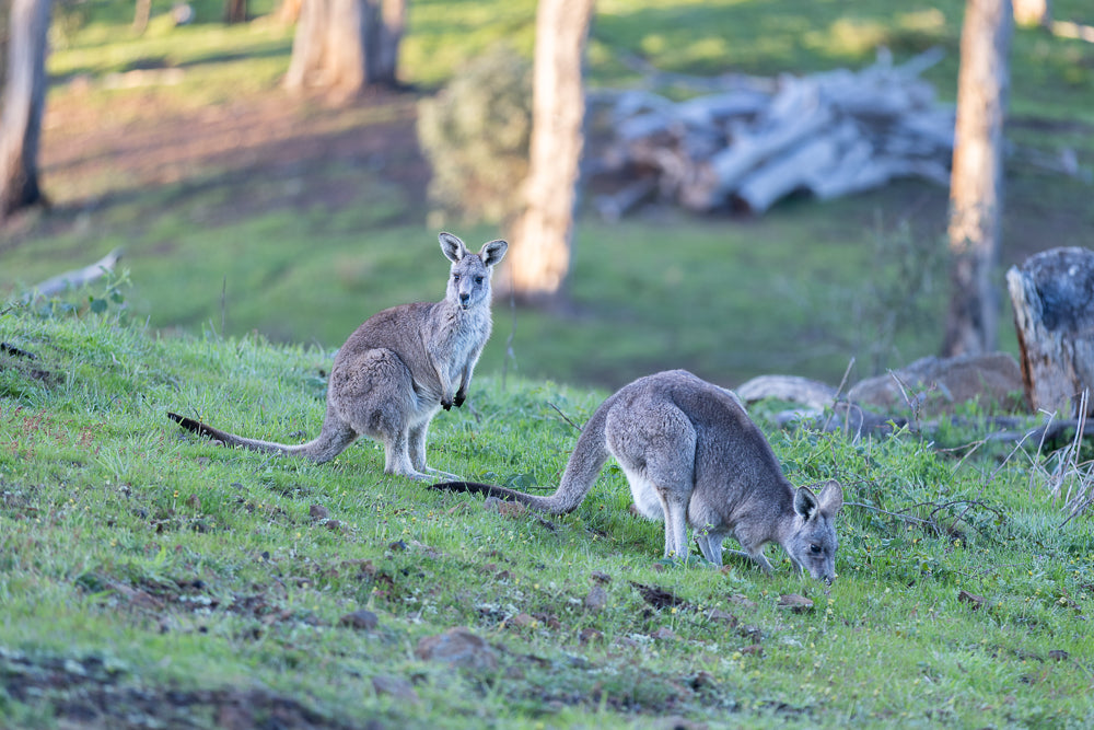 Two kangaroos graze on a grassy hillside. One kangaroo stands upright, looking towards the camera, while the other bends down to eat grass.