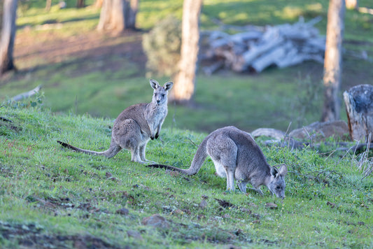 Two kangaroos graze on a grassy hillside. One kangaroo stands upright, looking towards the camera, while the other bends down to eat grass.