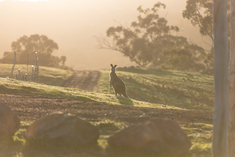 A kangaroo stands alert on a dew-covered grassy hill at sunrise. A dirt track winds up the hill behind it, with trees and a fence visible in the soft, hazy light.