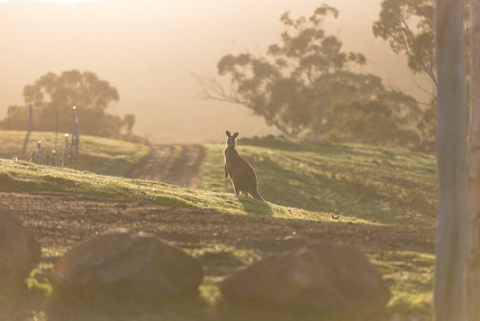 A kangaroo stands alert on a dew-covered grassy hill at sunrise. A dirt track winds up the hill behind it, with trees and a fence visible in the soft, hazy light.