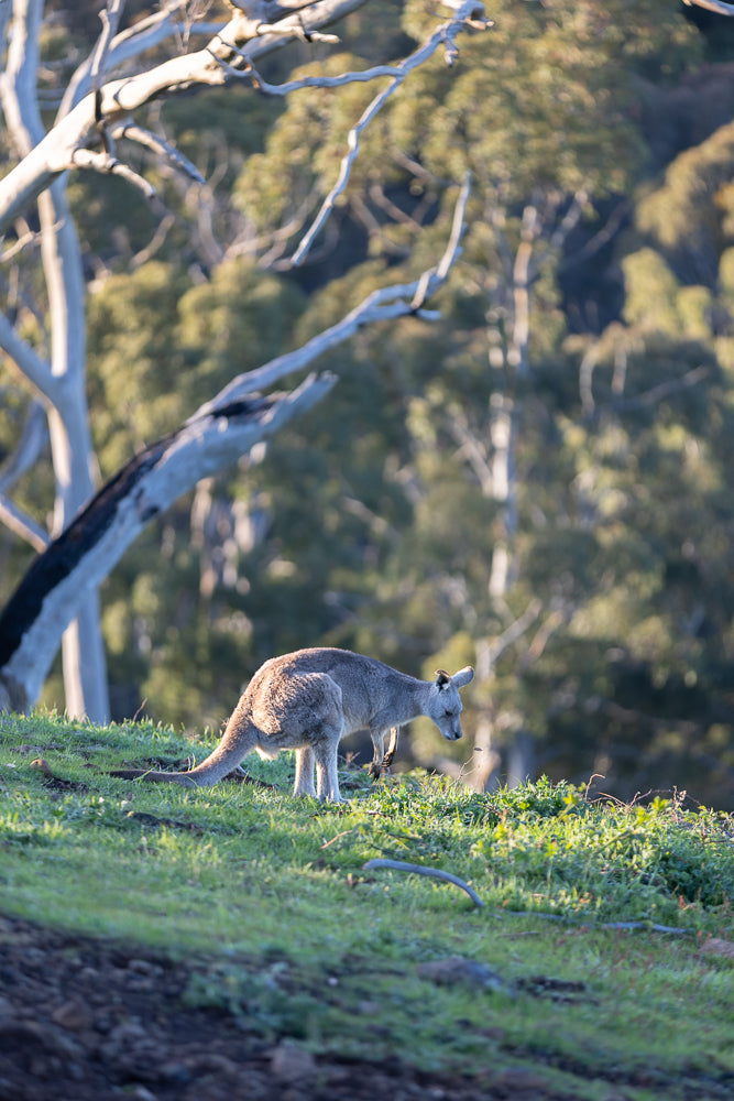 A grey kangaroo is bending down to eat grass on a grassy slope. The kangaroo is in the center of the frame, with a blurred background of trees and a dead tree branch in the foreground.